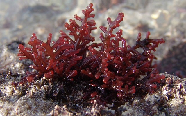 Carrageenan: The Ideal Gelatin Substitute for Vegan Chewy Gummy Candies - Encyclopedia - 2